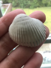 Lunarca ovalis