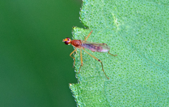 Compsobata