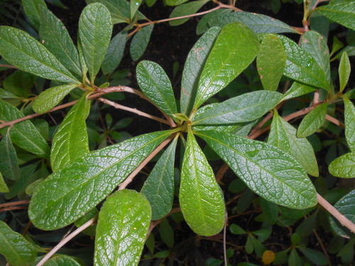 Terminalia eriostachya