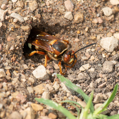 Sphecius speciosus