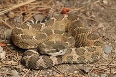 Crotalus oreganus oreganus