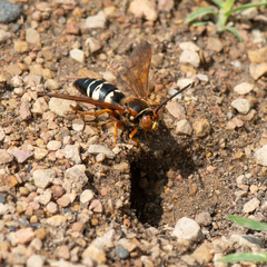 Sphecius speciosus