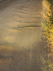 Crotalus oreganus oreganus