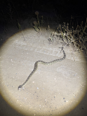 Crotalus oreganus oreganus