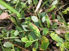 Naohidemyces vacciniorum