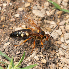 Sphecius speciosus
