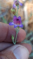 Penstemon californicus
