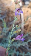 Penstemon californicus