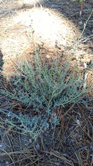 Penstemon californicus