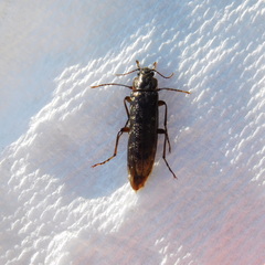 Chalcodrya variegata