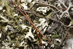 Cladonia robbinsii