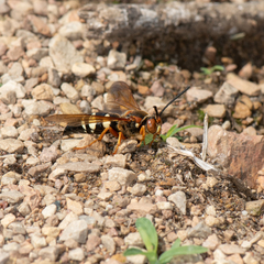 Sphecius speciosus