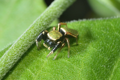 Sassacus barbipes