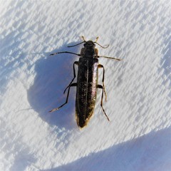 Chalcodrya variegata