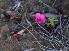 Oxalis eckloniana-nidulans