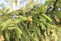 Picea orientalis
