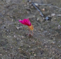 Oxalis eckloniana-nidulans