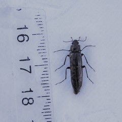 Chalcodrya variegata