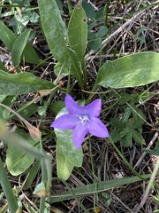 Campanula parryi
