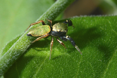 Sassacus barbipes