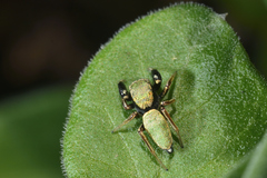 Sassacus barbipes