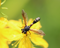 Physocephala rufipes