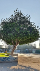 Schinus latifolia