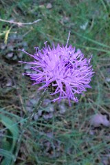 Klasea nudicaulis