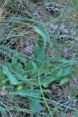 Klasea nudicaulis