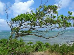 Sea Almond
