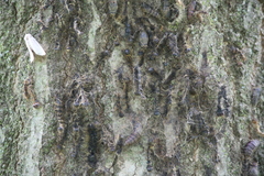 Entomophaga maimaiga