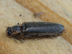 Denticollis denticornis