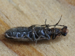 Denticollis denticornis