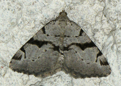 Macaria bitactata