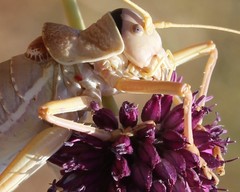 Ephippiger apulus apulus