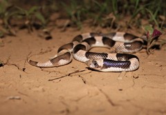 Phyllorhynchus browni