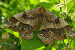 Arsenura polyodonta