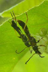 Odontocera aurocincta