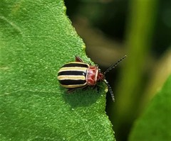 Disonycha admirabila