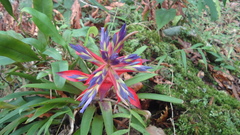 Tillandsia leiboldiana