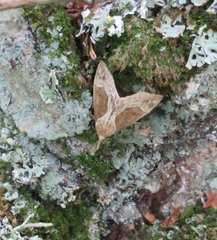 Hypena crassalis