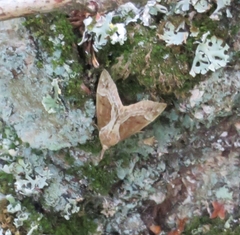 Hypena crassalis
