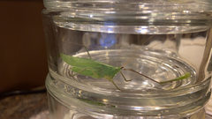 Neoconocephalus nebrascensis