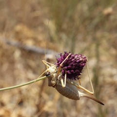 Ephippiger apulus apulus