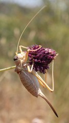 Ephippiger apulus apulus