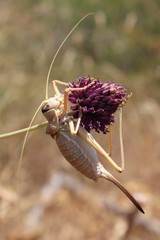 Ephippiger apulus apulus