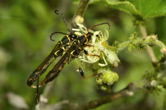 Odontocera aurocincta