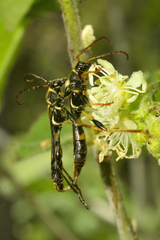 Odontocera aurocincta