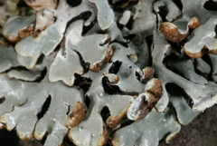 Hypogymnia incurvoides