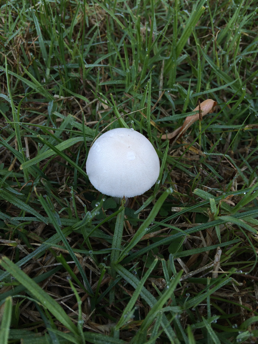 Leucoagaricus leucothites image